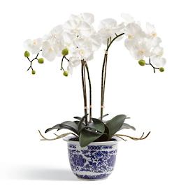 Orchid Potted Plant in Ming Vessel
