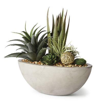 Agava, Aloe And Echeveria in Cement Bowl