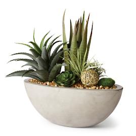 Agava, Aloe And Echeveria in Cement Bowl