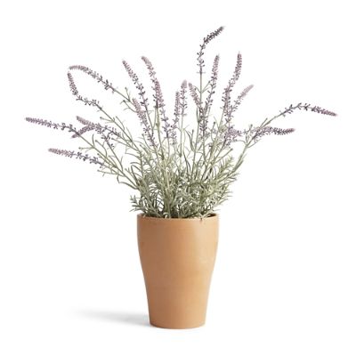 Outdoor Lavender Potted Plant