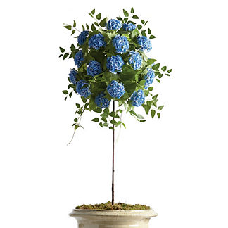Outdoor Blue Snowball Hydrangea Potted Plant