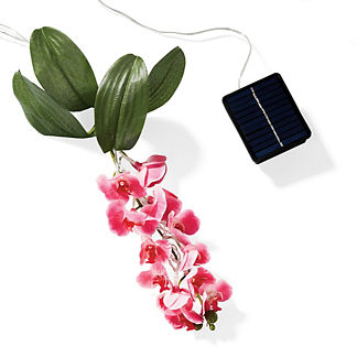 Solar Orchid Lights