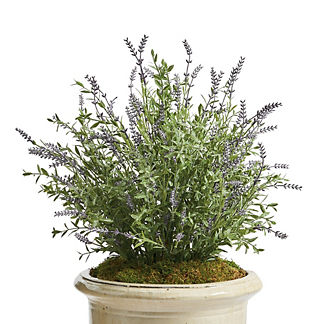 Outdoor Lavender Plant