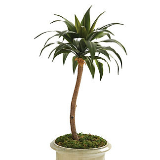 Agave Palm Tree