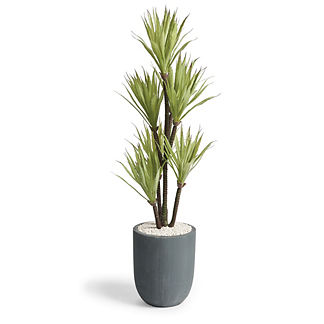 Yucca Tree in Gray Planter