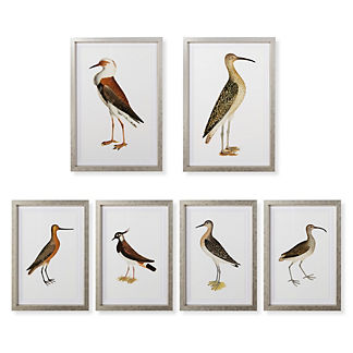 Shore Bird Giclée Prints