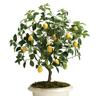 Outdoor Lemon Tree