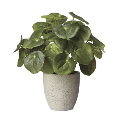 Peperomioides Plant