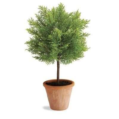 Lemon Cypress Topiary