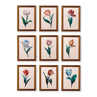 Framed Dutch Tulip Prints, Set of Nine
