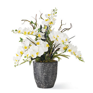 White Phalaenopsis Orchids