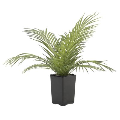 Areca Palm Fronds in Ceramic Planter