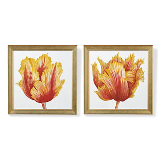 Parrot Tulip Prints