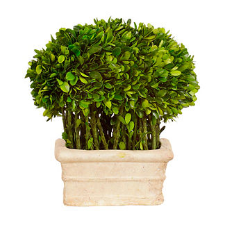 Rectangle Preserved Boxwood Topiary