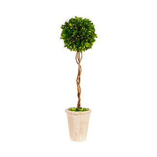 Preserved Boxwood Ball Topiary, Set of Two