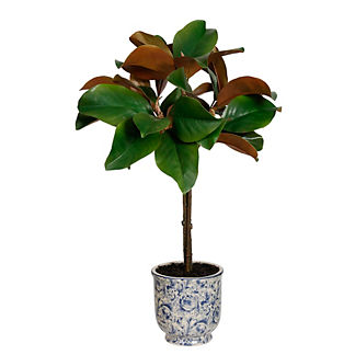 Magnolia Leaf Topiary in Ming Pot