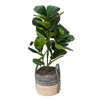 Fiddle-leaf Fig Plant in Basket