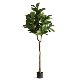 Outdoor Fiddle Leaf 7' Tree