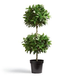 Double Ball Leaf Potted Plant