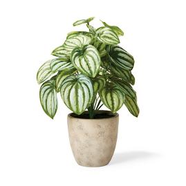 Outdoor Peperomia Silver Frost Plant