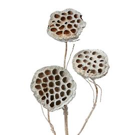 Frosted Lotus Pod Stems. Set of Six
