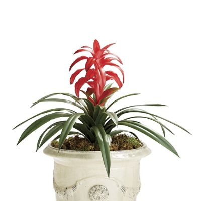 Bromeliad Guzmania Plant