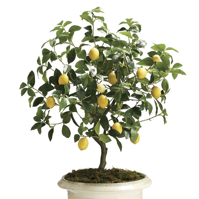 Frontgate Outdoor Lemon Tree