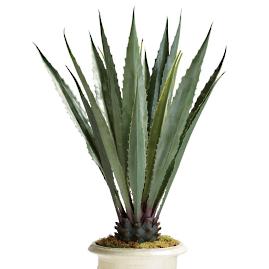 Large Agave Plant