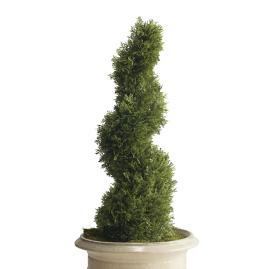 Cypress Spiral Topiary