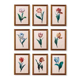 Framed Dutch Tulip Prints, Set of Nine