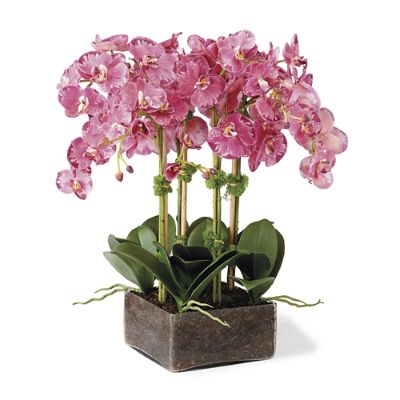 Phalaenopsis in Square Vase