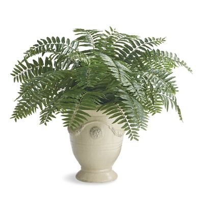 Outdoor Boston Fern