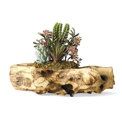 Succulents in Natural Wood Log