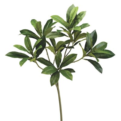 Oversized Bull Bay Leaves, Set of Two