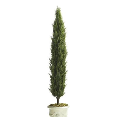 Indoor/Outdoor Cypress Tree