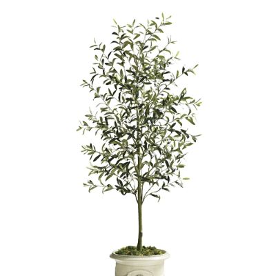 Indoor/Outdoor Olive Tree