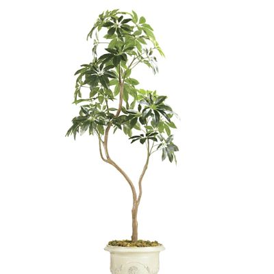 Indoor/Outdoor Schefflera Tree