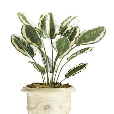 Indoor/Outdoor Calathea Medallion Plant