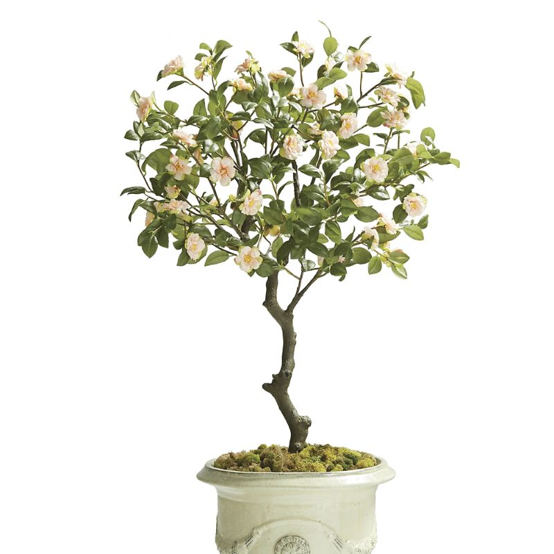 Shop Frontgate Indoor/outdoor Camellia Plant