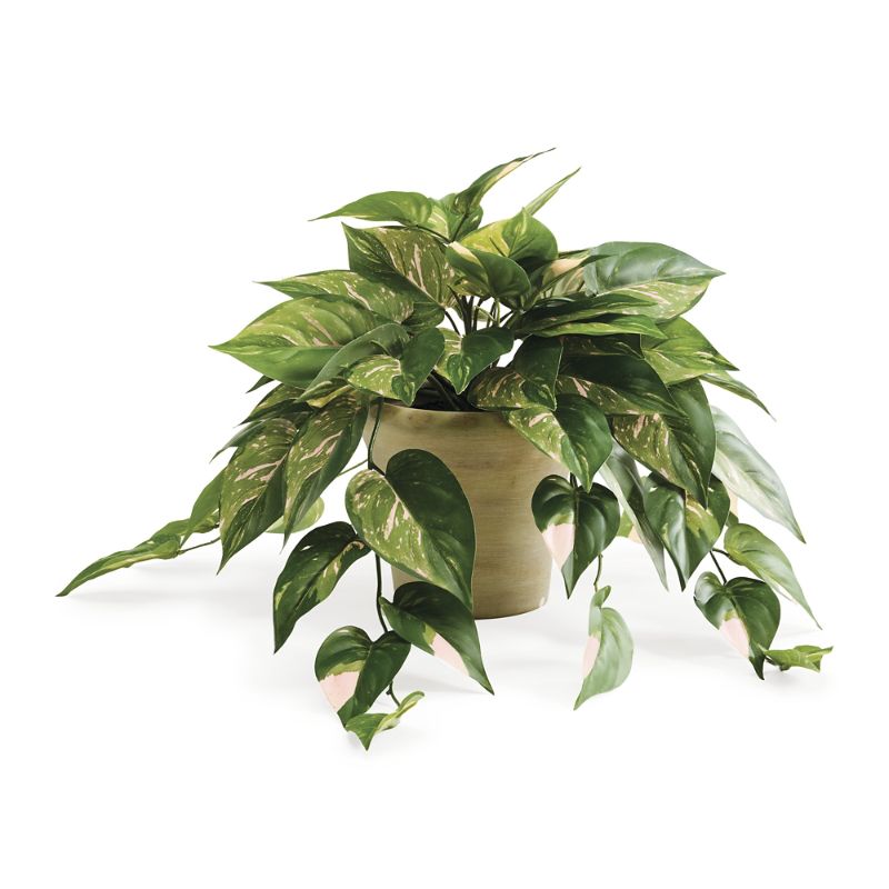 Shop Frontgate Indoor/outdoor Pink Pothos Plant