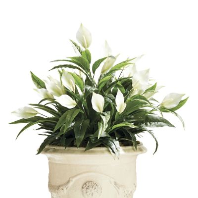 Indoor/Outdoor Peace Lily Plant