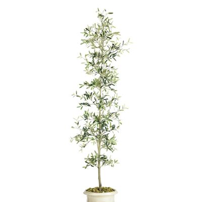 Indoor/Outdoor Black Olive Tree