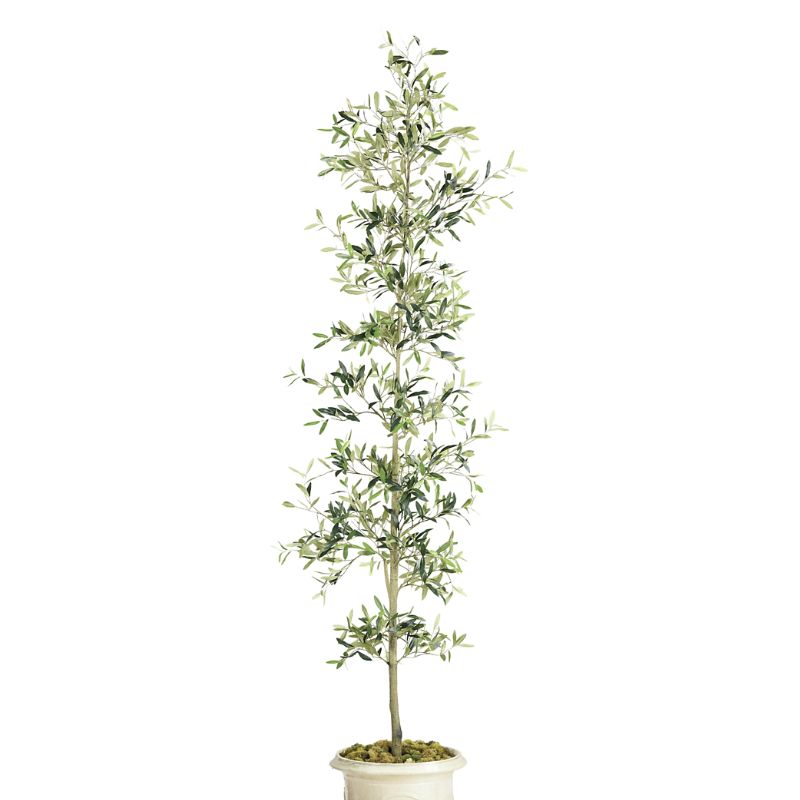 Frontgate Indoor/outdoor Black Olive Tree | ModeSens