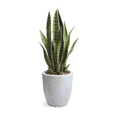 Snake Plant in White Etched Planter