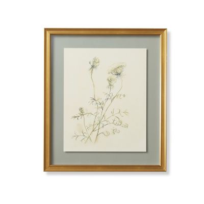 Queen Anne's Lace Giclee