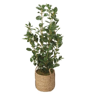 42" Green Leaf Plant