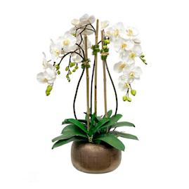 White Orchid In Antique Pot